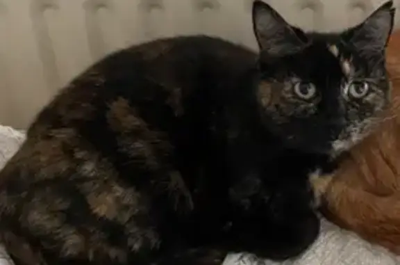 Chatte écaille perdue à Balma : Quenelle - photo