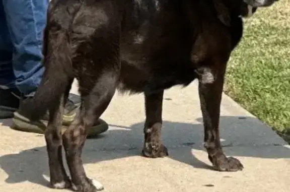 Found pets Chicago, photo: Found: Senior Black Lab on NW Ave, Chicago