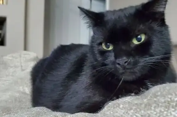 Lost: Black Cat Riley on Route 27