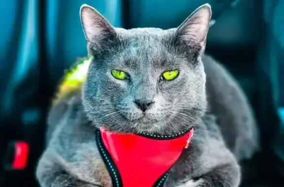 Lost: Large Grey Cat with Green Eyes