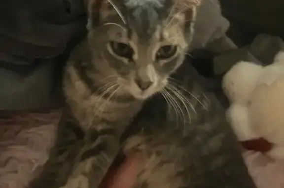 Missing cat San Antonio, photo: Friendly Lost Tabby in San Antonio