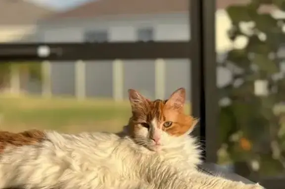 Lost Cat: White with Orange Face & Tail