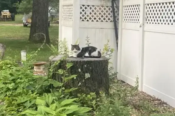 Missing cat Galesburg, photo: Lost Cat: Max with Lime Green Collar