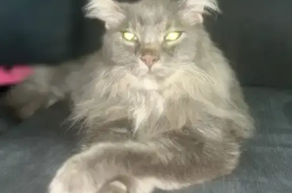 Missing cat Shoreline, photo: Lost Gray Cat: One Tooth, Visually Impaired