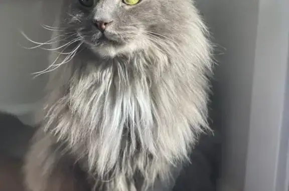 Missing cat Shoreline, photo: Lost Sweet Elderly Gray Cat in Shoreline
