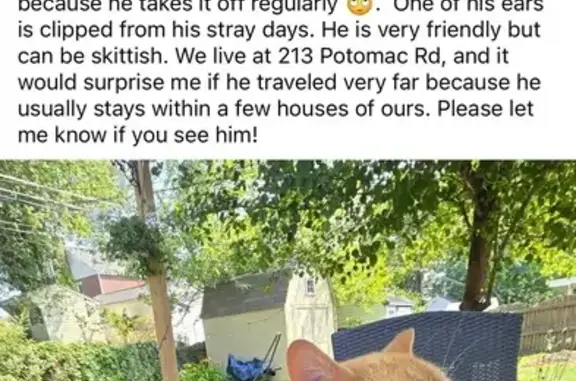 Lost Orange Cat: Clipped Ear on Potomac