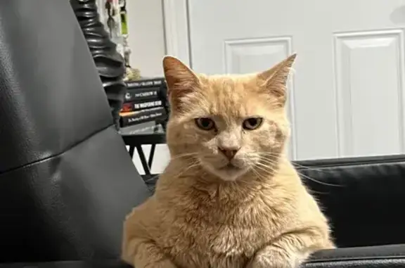 Lost Cat: Mauve, Red Collar, East Lex