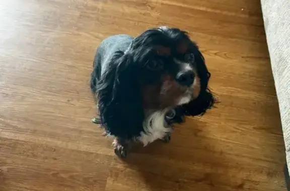 Lost Cocker Spaniel: West Seven Mile Rd
