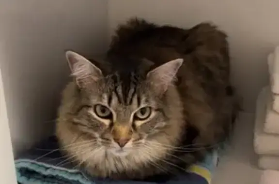 Lost Tabby/Maine Coon Mix in Cherry Hill