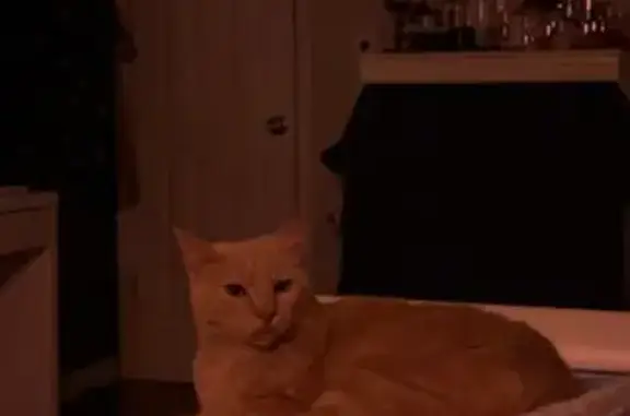Lost Beige Cat: Striped Tail, Red Collar
