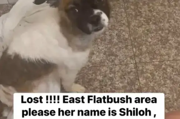 Lost Dog on Church Ave, 2011