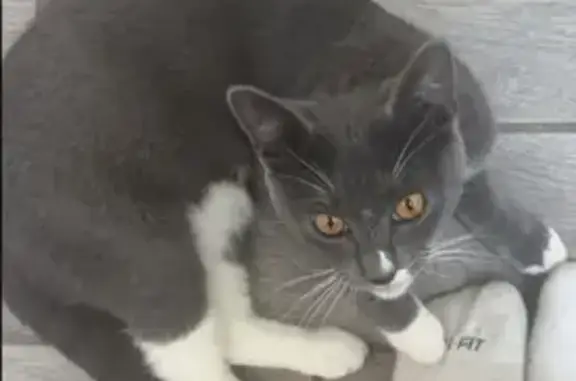 Lost Grey Cat: Friendly & Chill in Albany