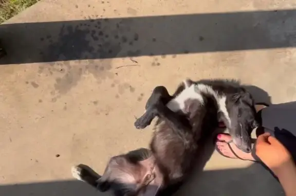 Found Dog: Black & White on Bem Church Rd