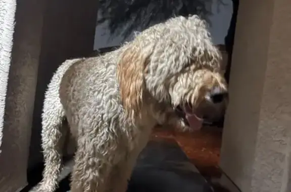 Found pets Phoenix, photo: Found: Golden Poodle & Grey Pit in Phoenix