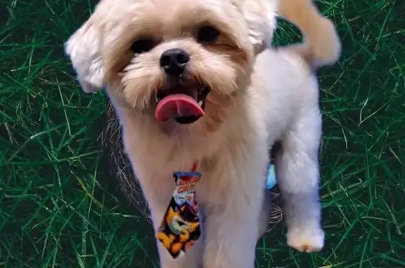 cachorro desaparecida
