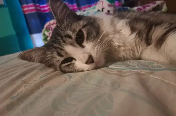 Gato Perdido: Atigrado Nervioso en CDMX
