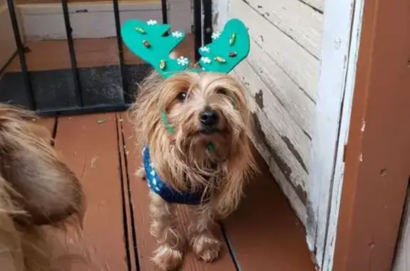 Missing dog Los Angeles, photo: Lost Yorkie Mix: No Tail, Bird St, LA
