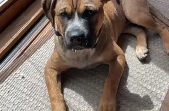 Lost Puppy Moose: Help Find Him Now!