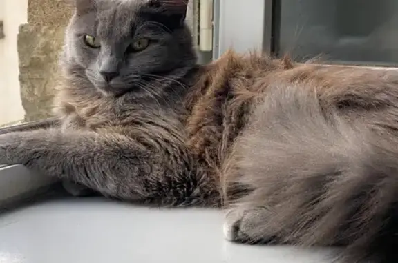 Chat perdu, Rennes, photo: Chatte grise perdue Rue Legraverend, Rennes
