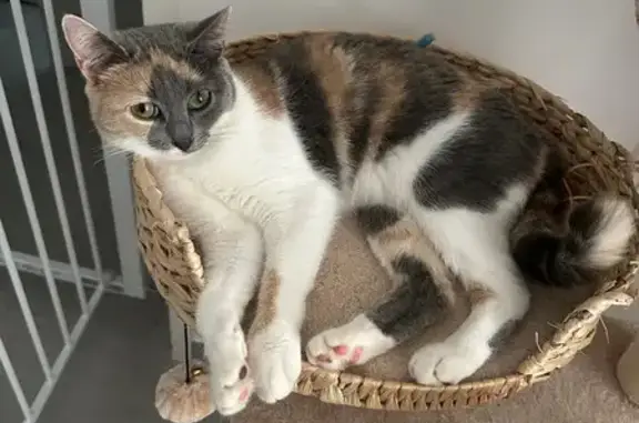 Chatte perdue à Bréviandes - photo