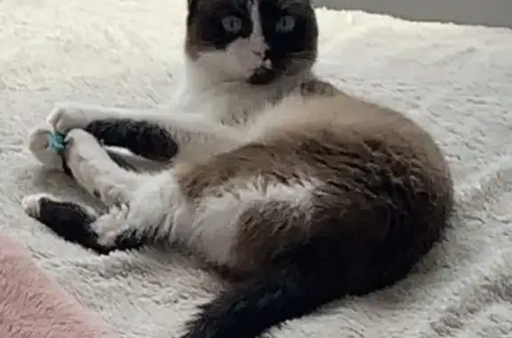 Chat siamois perdu, craintif et recherché - photo