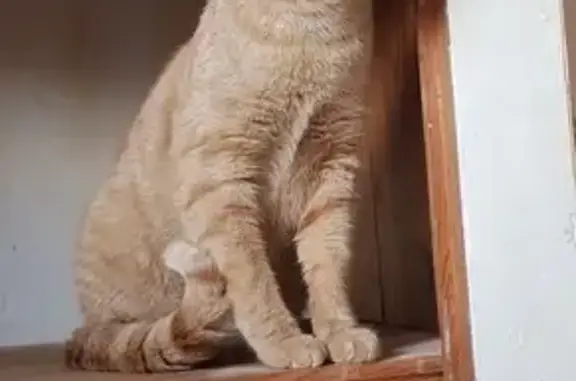 Chat roux perdu à Ossun, méfiant et vocal - photo