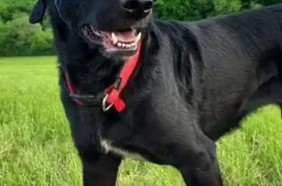 Chien perdu , photo : Chien noir perdu, collier rouge, La Prétière