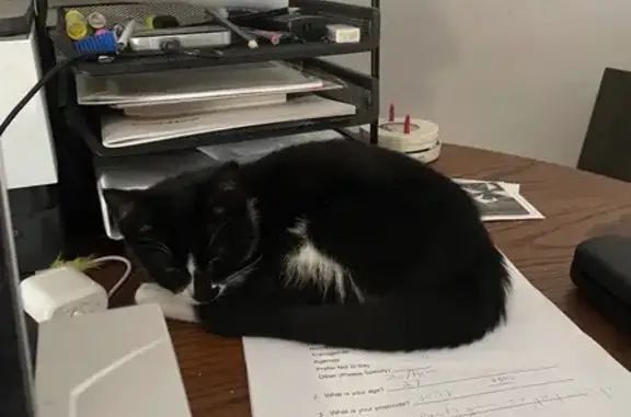 Lost Cat: Help Find Her on Raleigh St