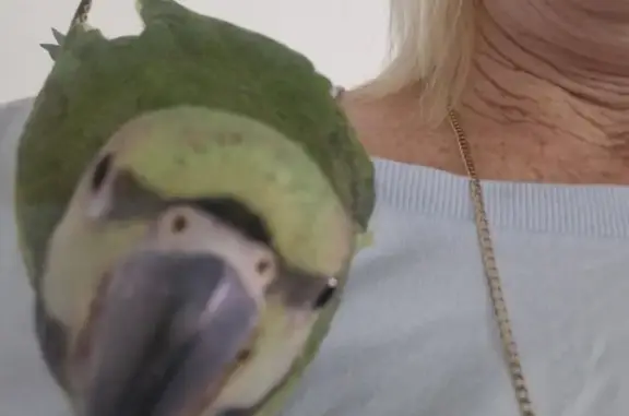 Lost Moustache Parrot Olly in Clontarf