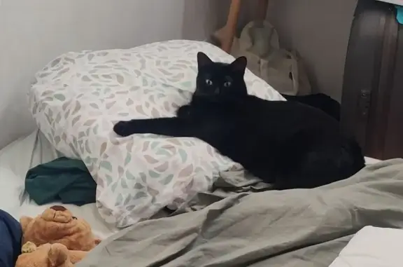 Petite chatte noire perdue à Barby - photo