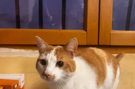 Chat roux et blanc perdu à Saint-Marcellin - photo