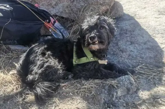 Perro Perdido en Guadalajara: Negro, Asustadizo