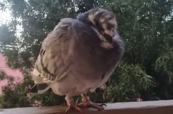 Found Homing Pigeon on Kolapor...