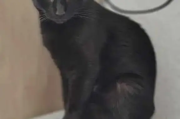 Gato encontrado , foto: Gata Negra Sumisa Hallada en Castellón