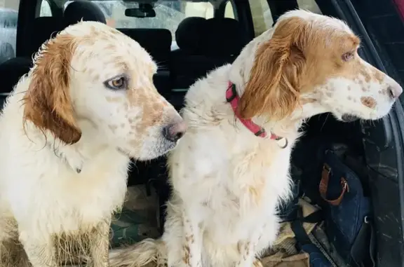 Deux setters anglais perdus à Belmont - photo