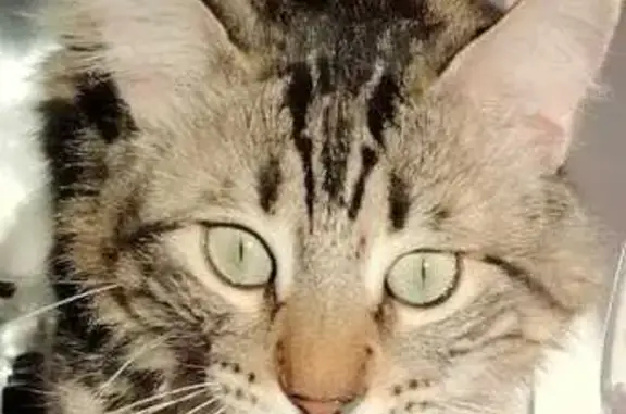 Chat mâle tigré perdu à Thonon-les-Bains - photo