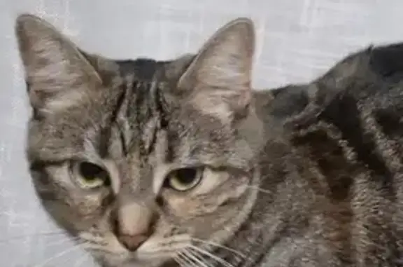 Chat perdu : tigre marron à Haguenau - photo