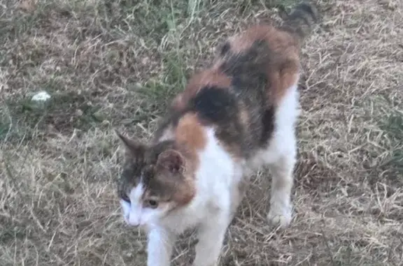 Animaux trouvés Thiviers, photo: Chienne tricolore maigre trouvée à Thiviers