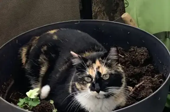 Animaux perdus , photo: Chatte tricolore perdue à Thiraucourt