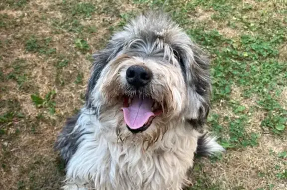 Animaux trouvés Marcillac-Vallon, photo: Chien blanc et gris trouvé à Marcillac-Vallon