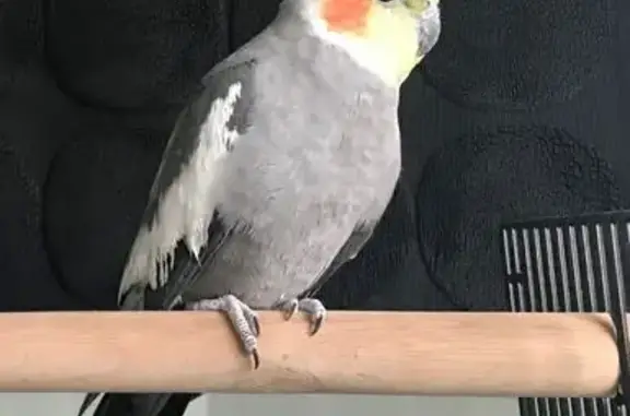 Lost Cockatiel: Grey, White & Orange