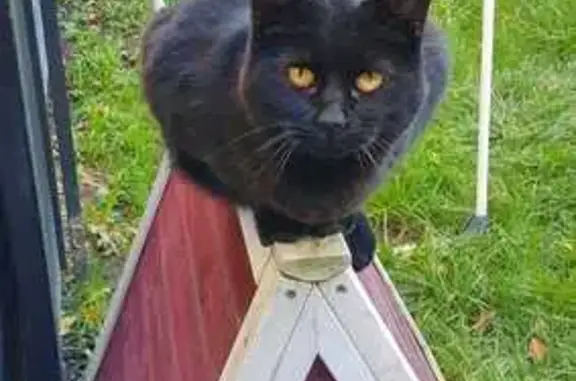Animaux perdus Lezennes, photo: Chat noir perdu, yeux jaunes, Lezennes
