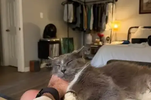 Lost Fluffy Tux Cat in Charlotte Area
