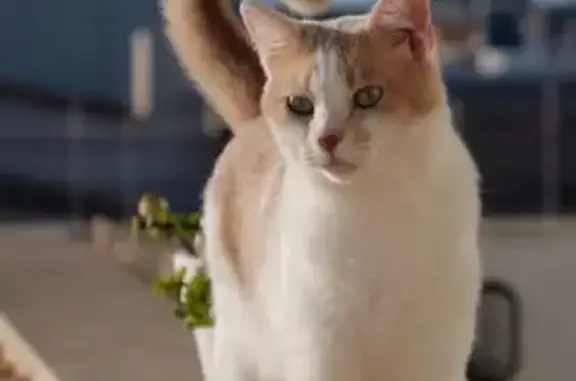 Gata Perdida: Missi, Camino a...