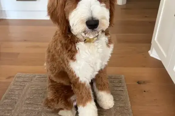 Lost Bernedoodle: White & Liver Coat
