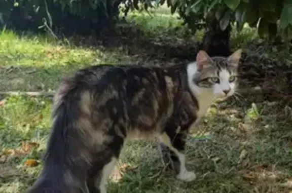 Chat trouvé à Brive-la-Gaillarde - photo