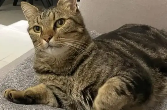 Chat perdu, , photo: Chat tigré perdu à Houdelmont : Mushu 9 ans