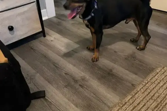 Found pets Chicago, photo: Found: Shy Black & Tan Doxi-Pin in Chicago