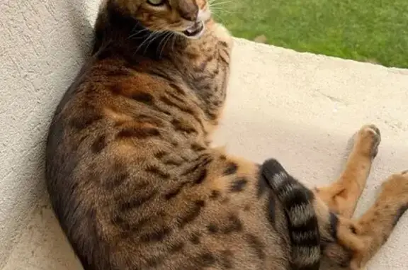 Animaux perdus Aix-en-Provence, photo: Chat Bengal perdu, 5kg, Impasse des Tamaris