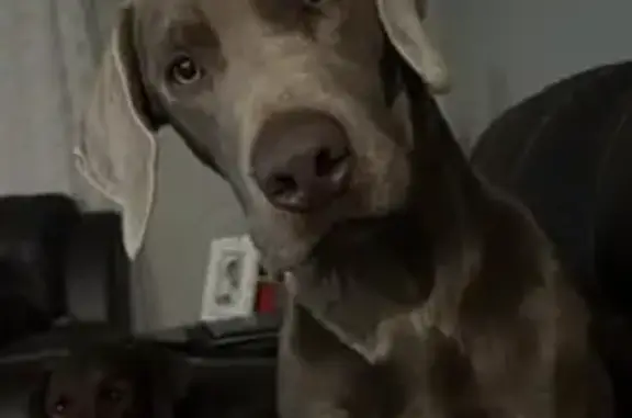 Missing dog Soddy-Daisy, photo: Lost Silver Lab in Soddy-Daisy: $200 Reward